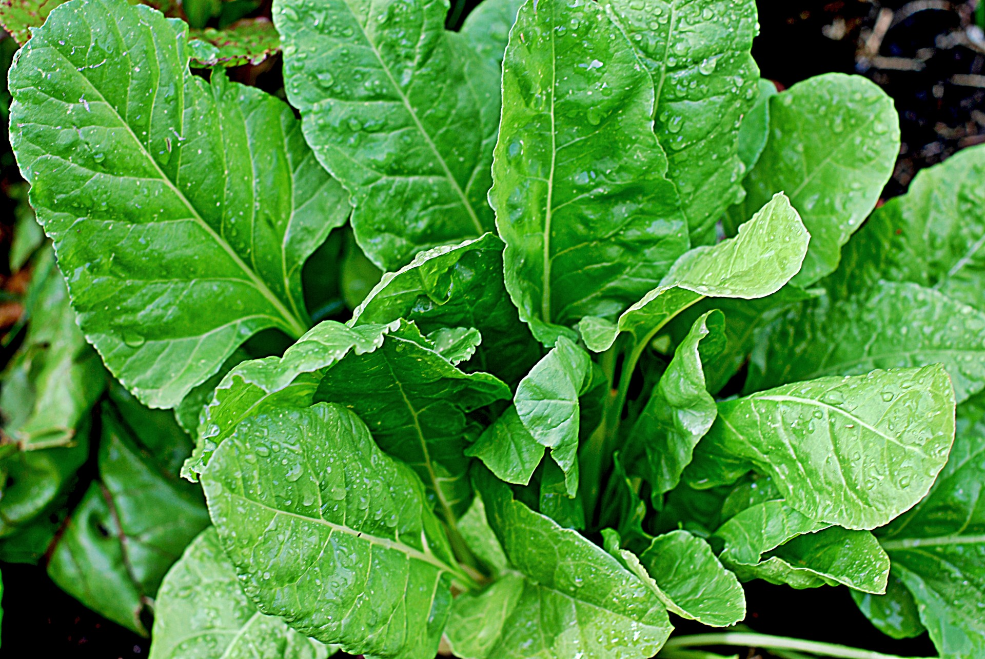 Espinaca Fresca