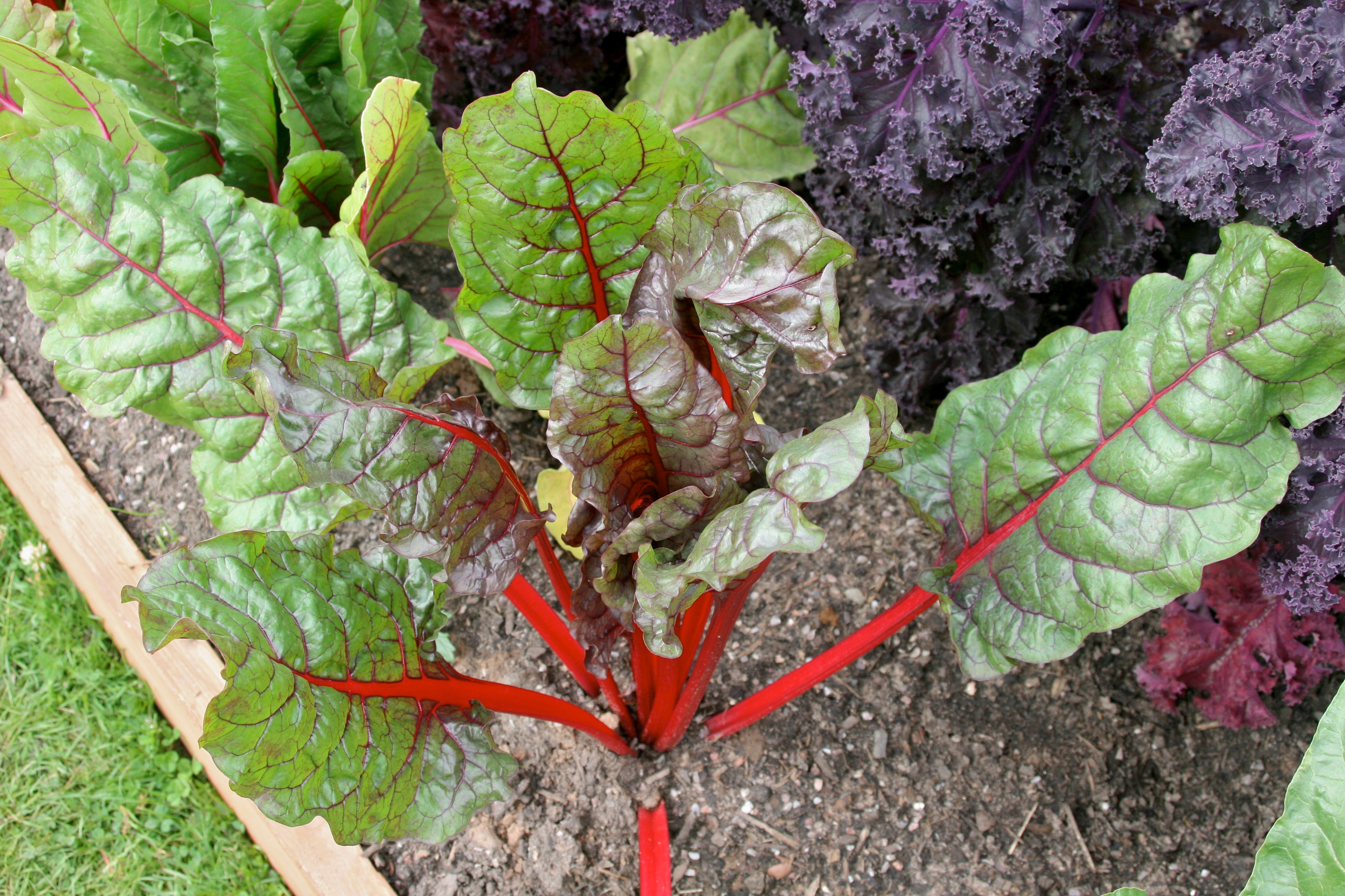 Red Chard
